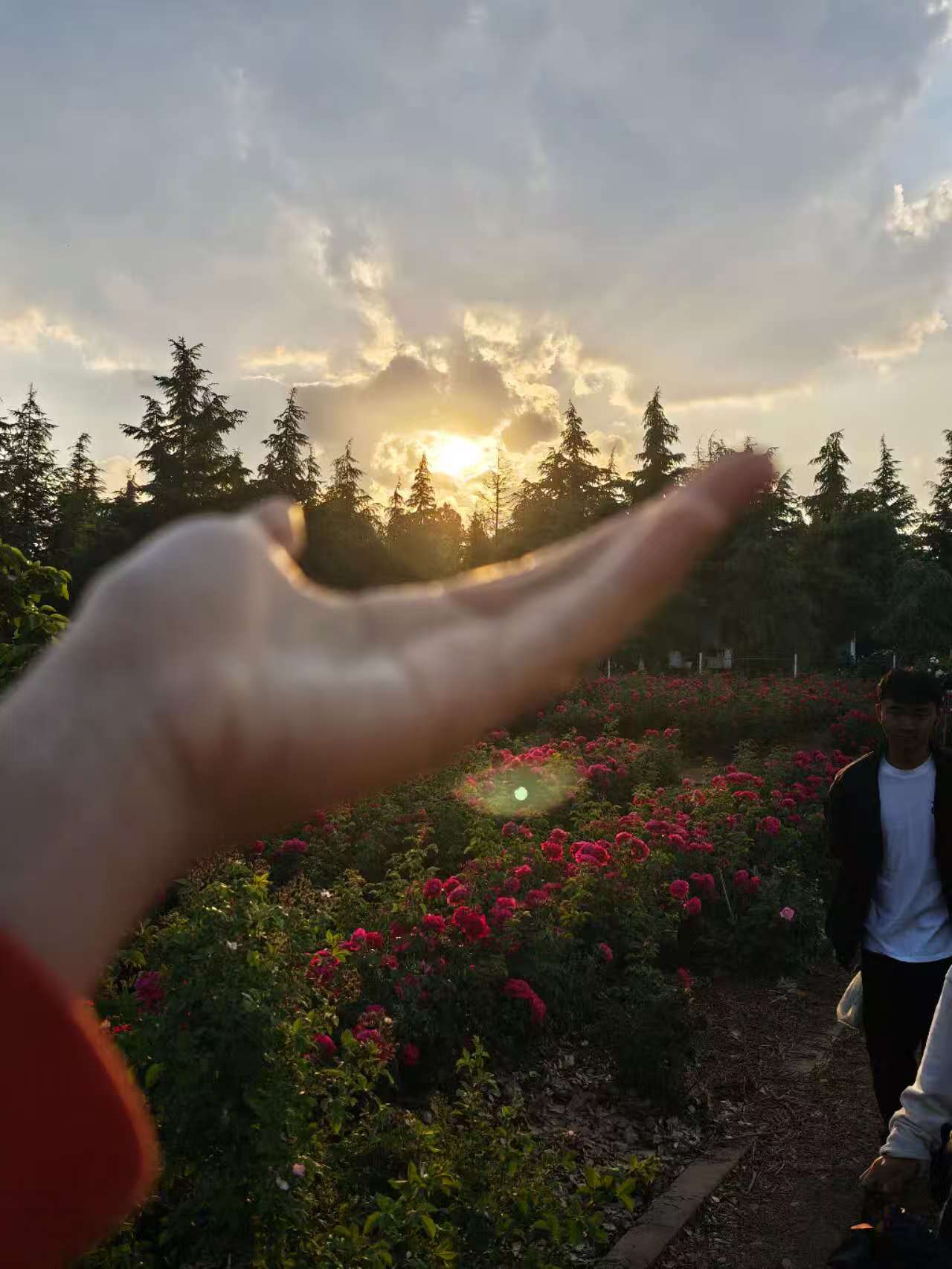 玫瑰园散步